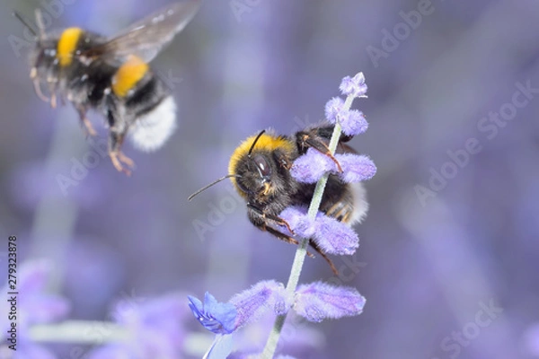 Fototapeta Hummel sitzt auf Blauraute perovskia atriplicifolia