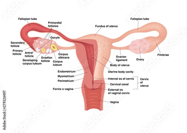 Obraz Schematic drawing showing the internal organs of the female reproductive system. Vector realistic medical illustration with inscriptions. Frontal view in a cut.