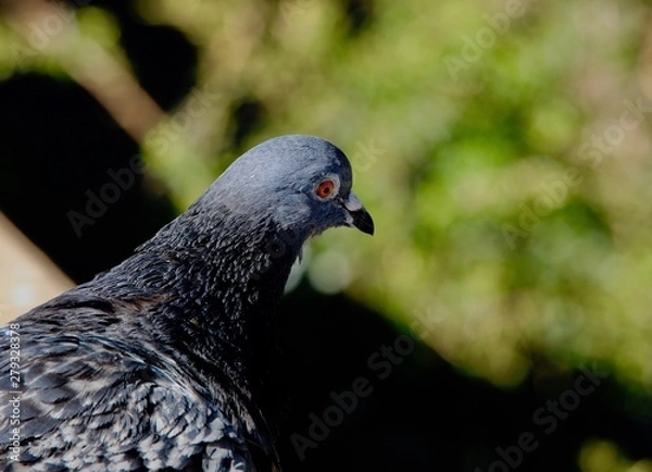 Obraz pigeon