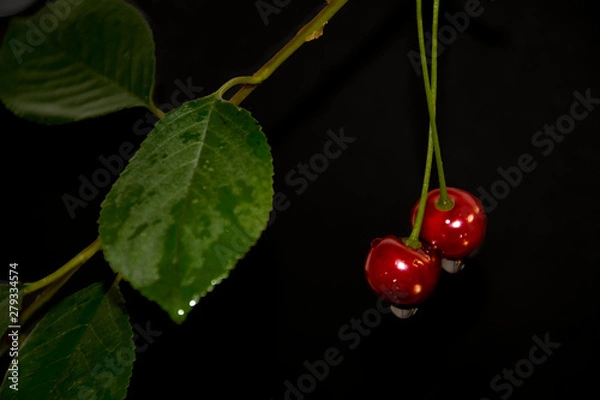 Obraz red cherry with water drops