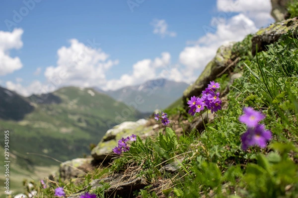 Obraz the Caucasus mountains Arkhyz in Sunny day