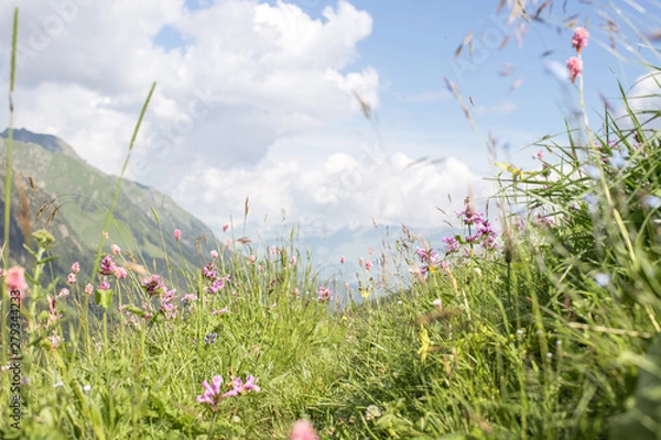 Obraz the Caucasus mountains Arkhyz in Sunny day