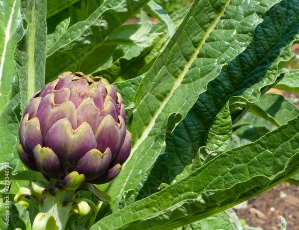 Fototapeta Close up of an organically growing Cardoon or globe artichoke (Cynara cardunculus) showing the edible flower bud in sunshine with petal and leaf detail. 