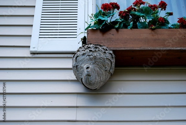 Obraz hornet nest on wall