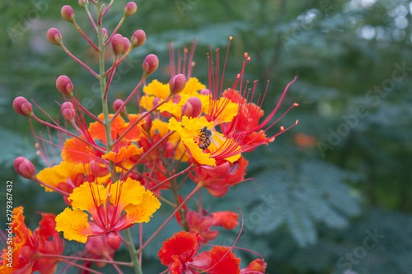 Obraz Flower Bee