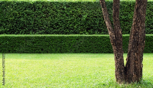 Fototapeta A tree and background of tree hedges, double layers  (two steps);  small and tall hedges. 