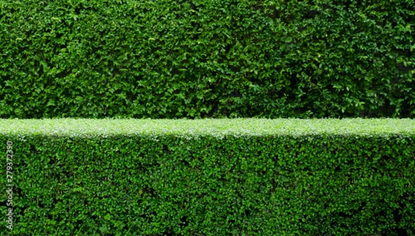 Fototapeta Trees hedges or green leaves wall in double layers; focused small fence, soften tall fence in the back. 