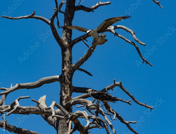Obraz Osprey at Nesting tree