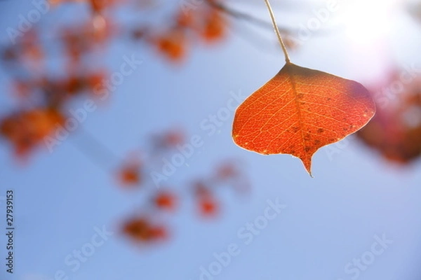 Obraz 一枚の紅葉