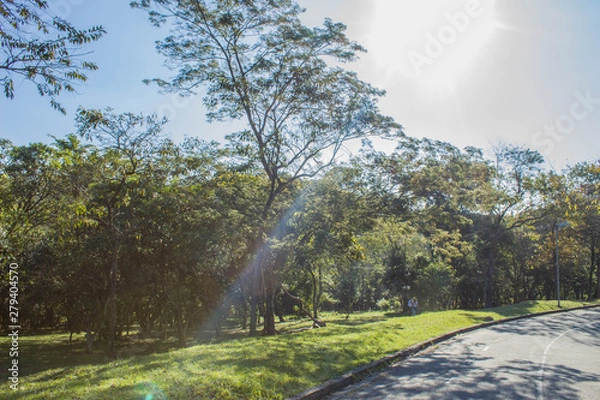 Fototapeta road in forest