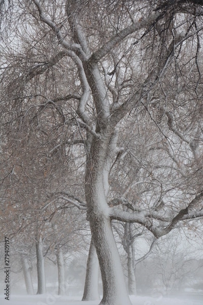 Obraz winter in the park 2