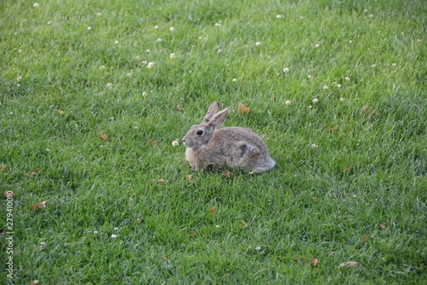 Obraz Rabbit on grass