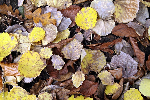 Obraz Autumn leaves.