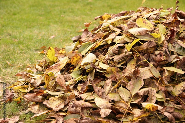 Fototapeta Pile of fallen autumn leaves