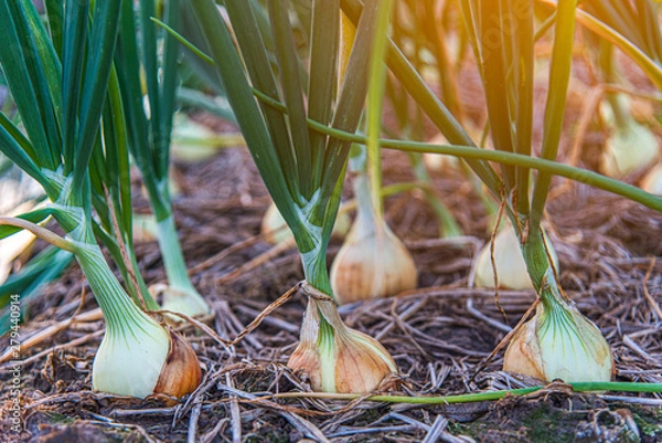 Fototapeta Close-up of white onion that growing in organic soil with sunrise background waiting for harvest season. Healthy food concept.