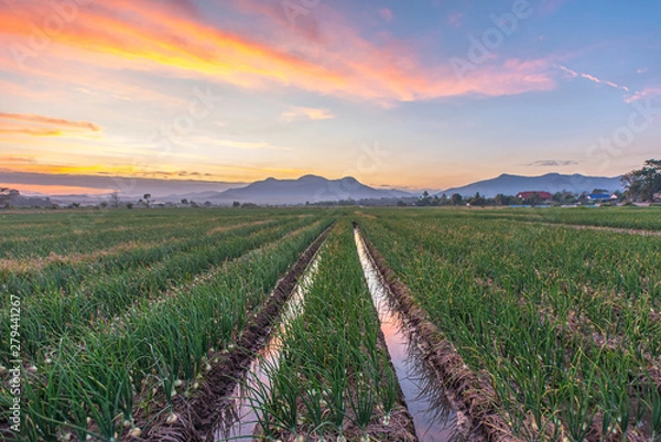 Fototapeta Row on the onion spring farming with mountain and sunset background. Farm is far from village, organic growing, waiting for harvest season. Onion farming concept.