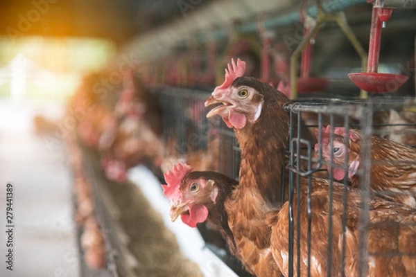 Fototapeta Egg chicken farming background. Eggs in try and chicken eating food at farm.