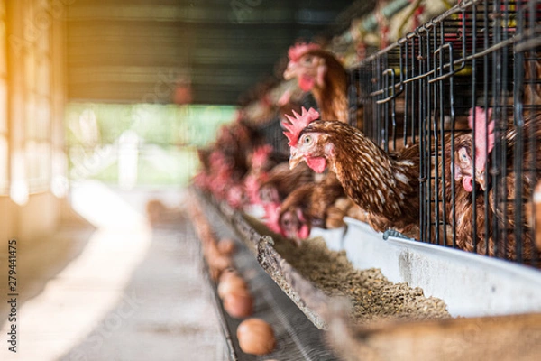 Fototapeta Egg chicken farming background. Eggs in try and chicken eating food at farm.