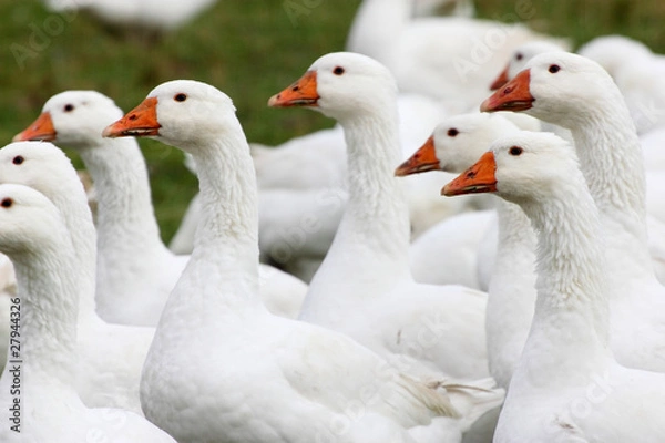 Obraz St. Martinsgans und Weihnachtsgans, einfach lecker