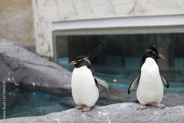 Fototapeta Penguin walk for exercise, Close-up portrait Penguin
