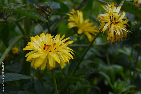 Fototapeta Цветы