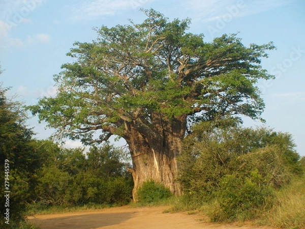 Obraz Baobab Tree