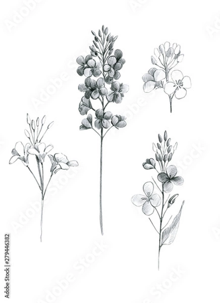 Fototapeta canola from different angles. hand drawing with pencil, ink. Botanical flower of summer, autumn, for textile decor and wallpaper design, beautiful monochrome illustration. stock graphics