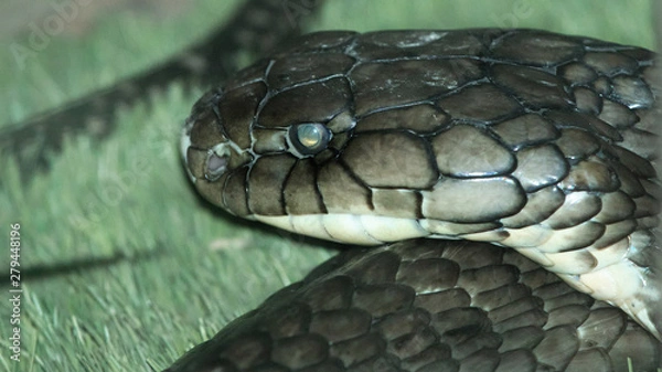 Obraz King cobra snake in jungle