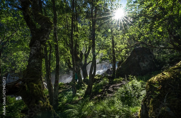 Obraz Magnificent view  early midsummer morning in Norway. Hike through the forest to 218 metre high Feigefossen (Feigumfossen) waterfall. Mystical feeling, sun shining through the foliage, river streaming.