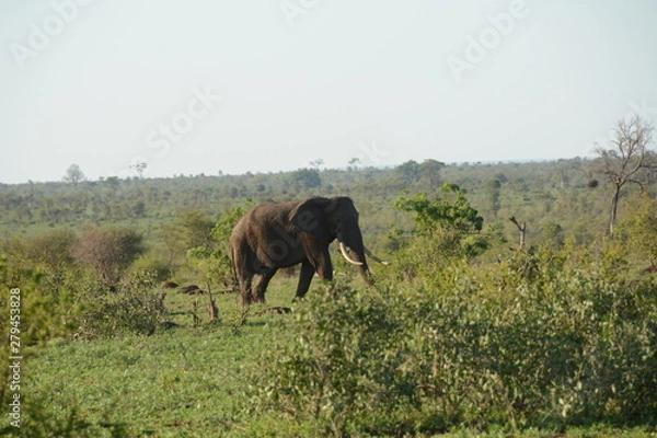 Obraz Elephant 6