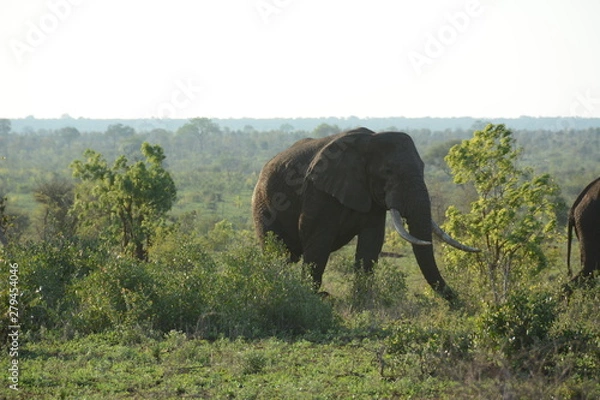 Obraz Elephant 5