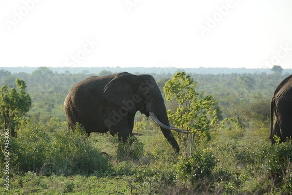 Obraz Elephant 4