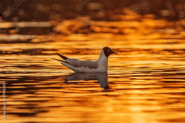 Obraz Seagull riding small waves during sunset