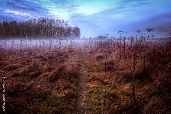 Obraz Field in mist with a path going through