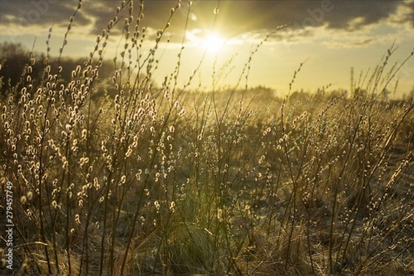 Obraz Hay with sun shining through