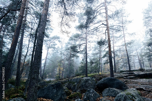 Obraz Eerie forest filled with mist