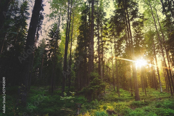 Obraz Forest with sun shining behind the trees