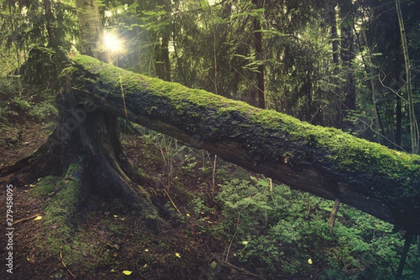 Obraz Old fallen mossy tree in a forest during sunset