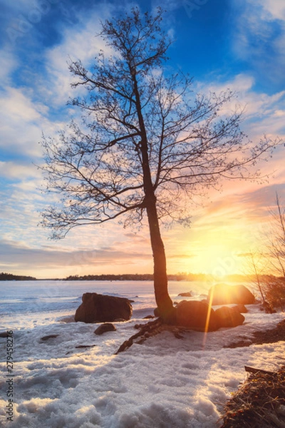 Obraz Tree with flaring sun in the background