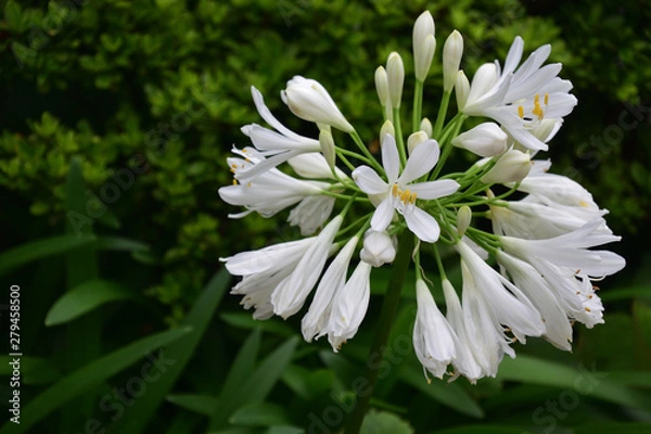 Fototapeta アガパンサス