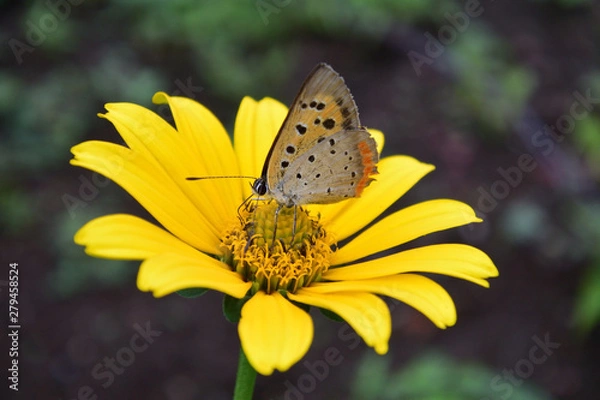 Fototapeta 黄色い花とシジミチョウ