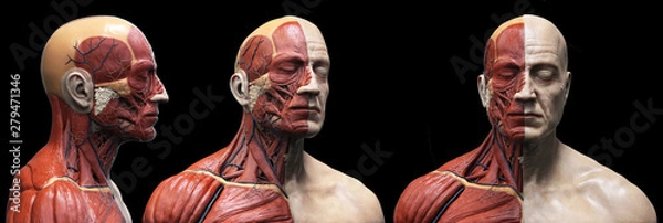 Fototapeta Anatomia ludzkiego ciała mięśnie struktury męskiej, widok z przodu widok z boku i perspektywy, renderowania 3d