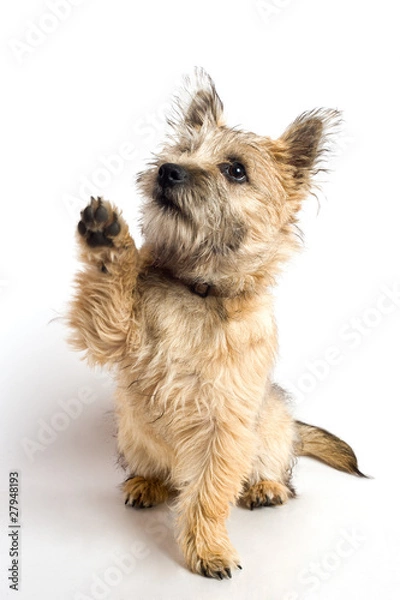 Obraz Chien Cairn terrier
