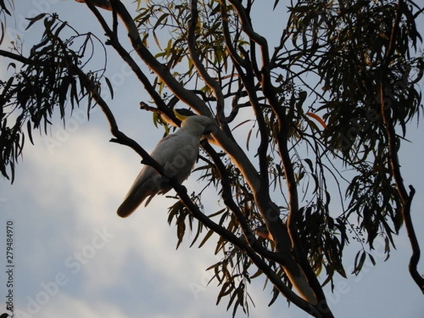 Obraz Bird on branch