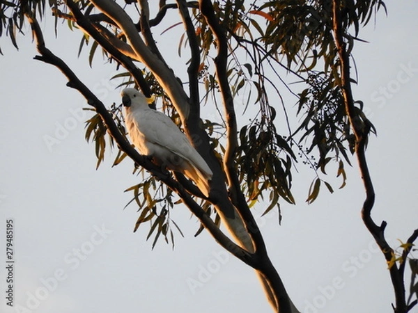 Fototapeta Sunset bird