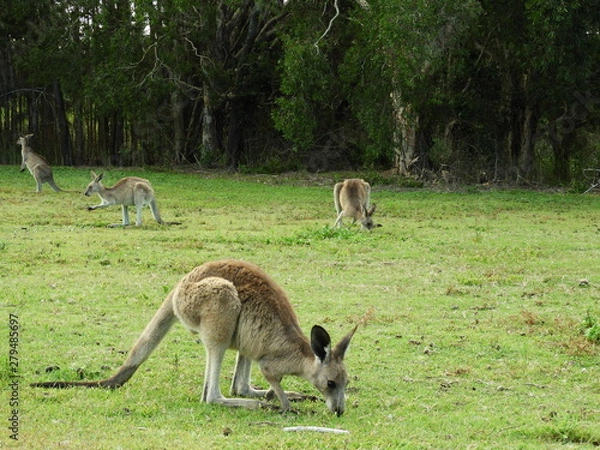 Fototapeta Kangaroos