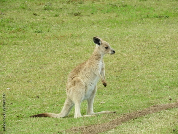 Fototapeta Baby Joey 