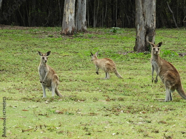 Fototapeta Kanagroos