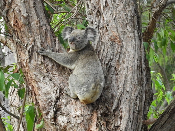 Fototapeta Koala