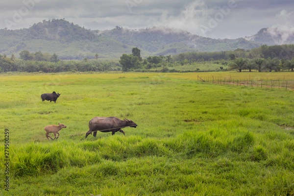 Obraz Buffalo eating grass in the fields